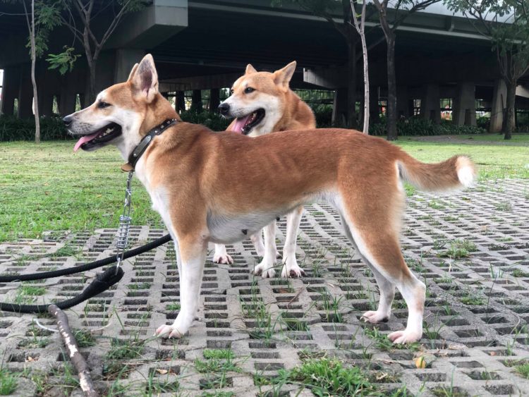 Tổng hợp hình ảnh chó Dingo Đông Dương đẹp nhất – Chó Lài Việt Nam