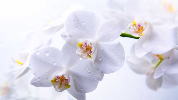 Top hình ảnh hoa lan trắng đẹp nhất mà bạn chưa biết