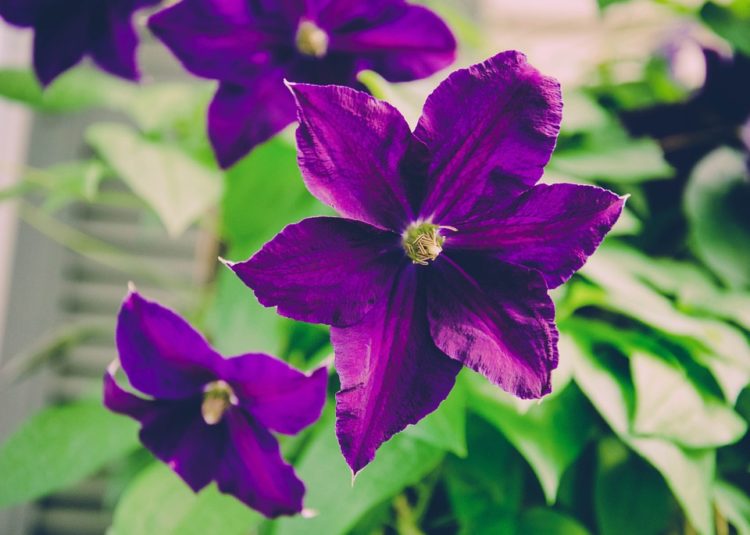 Tổng hợp hình ảnh các loài hoa màu tím được nhiều người yêu thích nhất