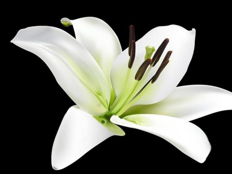 Tuyển tập hình ảnh hoa huệ trắng đẹp nhất