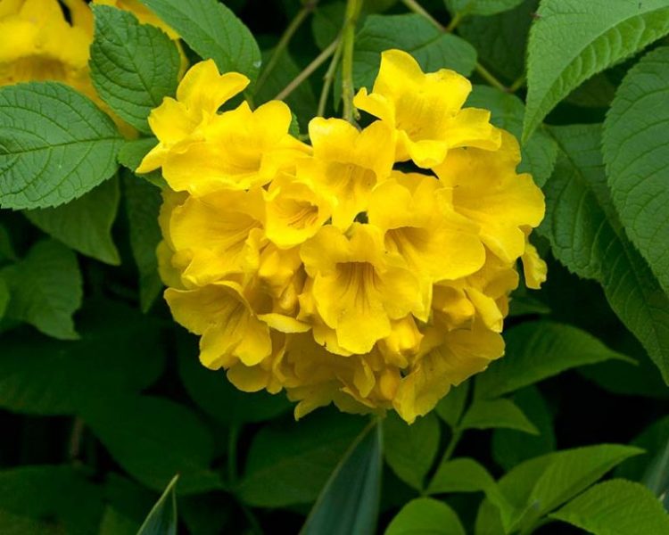 Tổng hợp những hình ảnh đẹp nhất về hoa hoàng yến – [hoa bò cạp vàng]