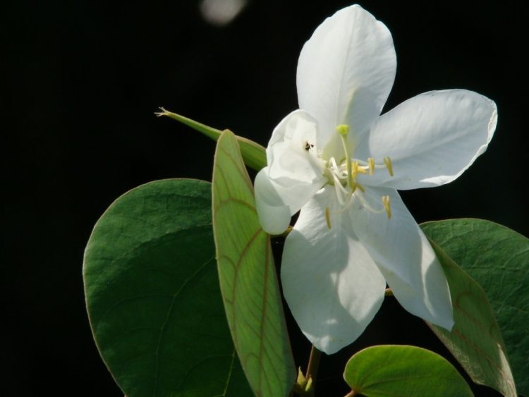 Top 50 hình ảnh hoa ban trắng đẹp nhất mang nhiều ý nghĩa