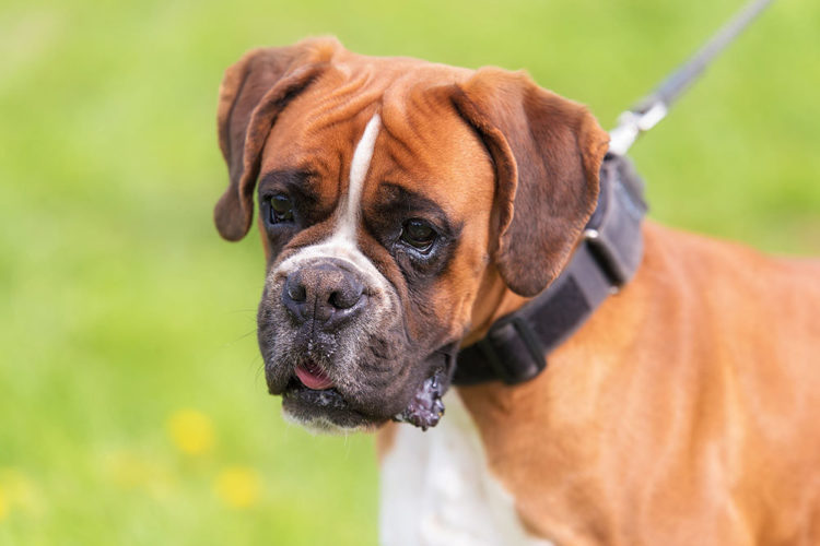 Tổng hợp hình ảnh chó Võ Sĩ – Chó Boxer dũng cảm
