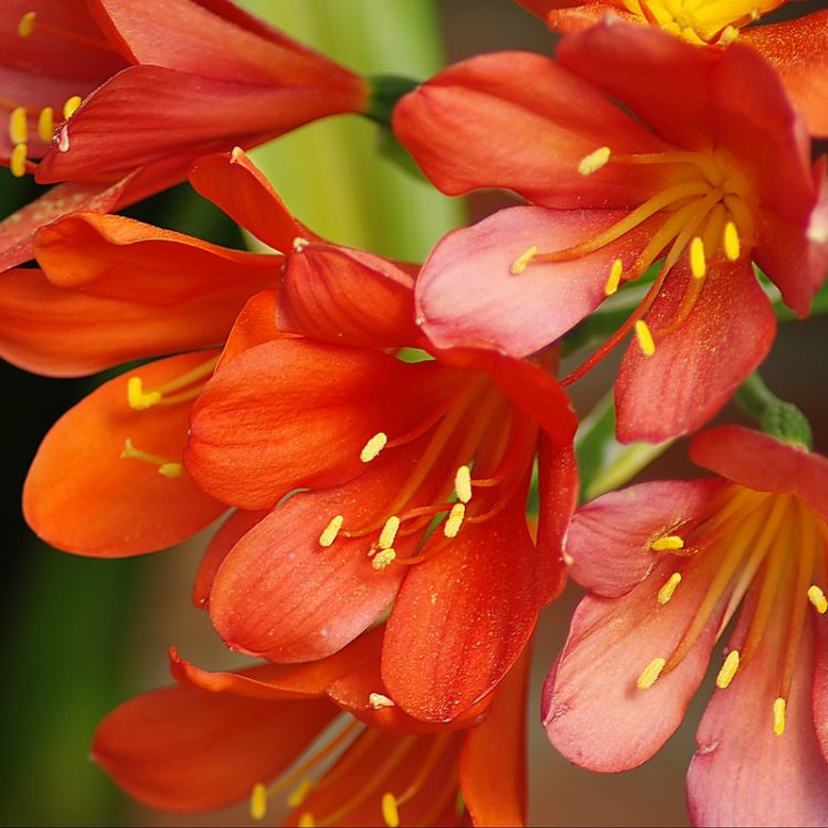 Top hình ảnh hoa lan quân tử đẹp nhất – Lợi ích của hoa lan quân tử trong cuộc sống
