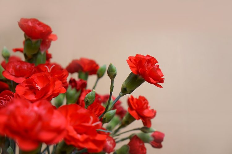 Tổng hợp hình ảnh hoa cẩm chướng đỏ đẹp nhất
