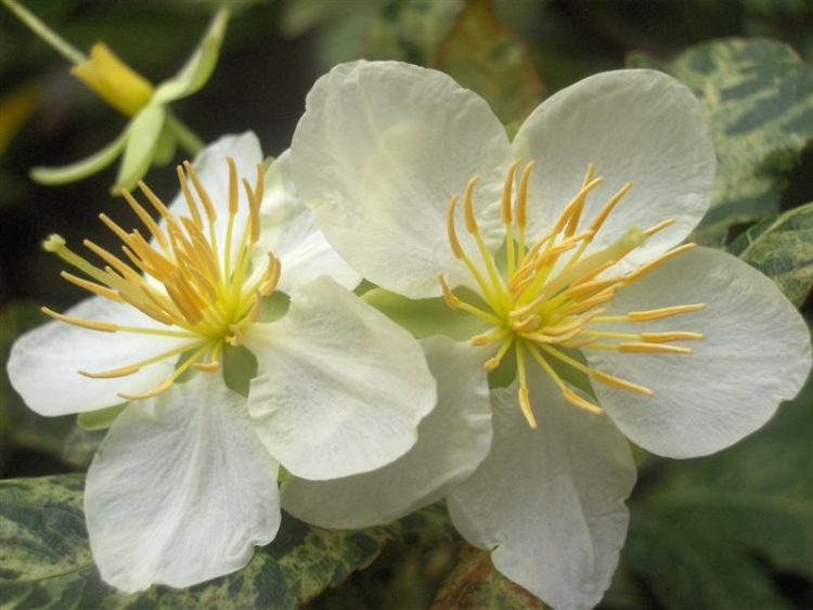 Tổng hợp hình ảnh hoa mai trắng đẹp nhất – Loài hoa quốc hồn quốc túy
