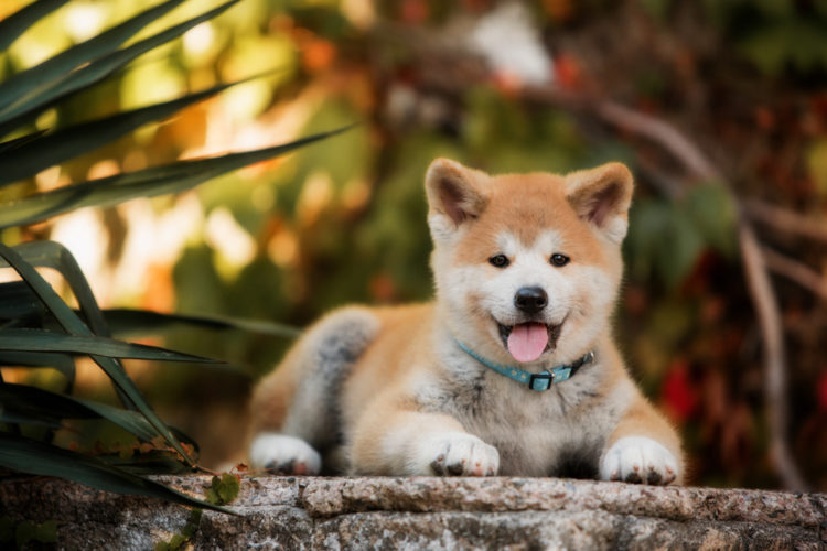 Tổng hợp hình ảnh chó Akita Inu – Loài chó trung thành nhất thế giới