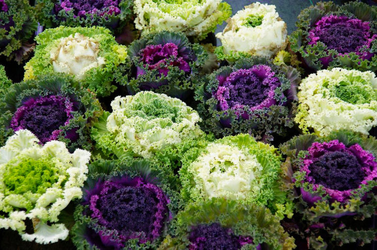Tổng hợp những hình ảnh đẹp nhất về hoa bắp cải