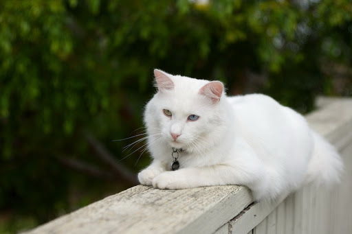 Tổng hợp hình ảnh mèo Turkish Angora đẹp nhất – Báu vật của đất nước Thổ Nhĩ Kỳ