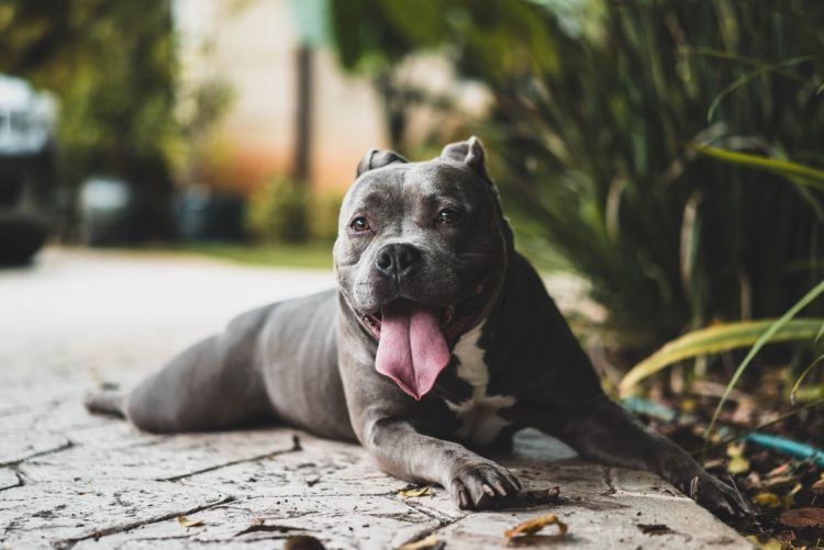 Tổng hợp hình ảnh chó Pitbull đẹp nhất – Giống chó hung dữ, hiếu chiến và khỏe mạnh nhất