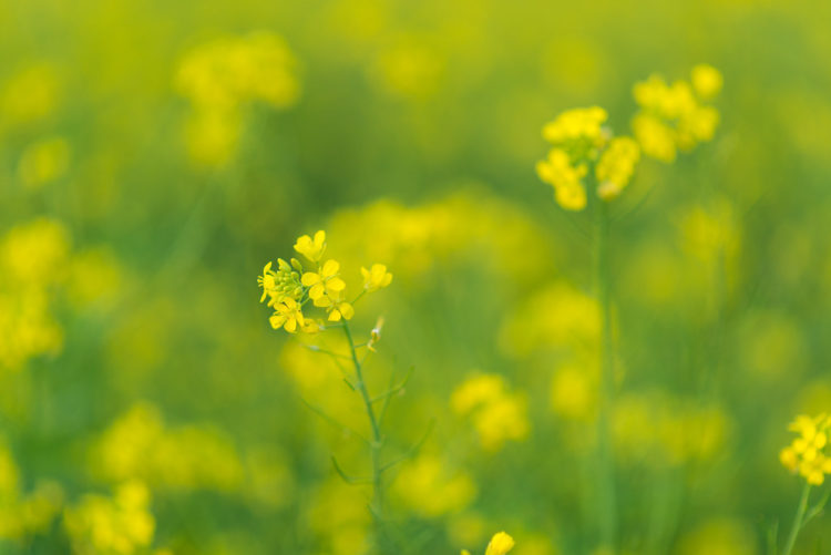 Tổng hợp những hình ảnh đẹp nhất về hoa cải vàng – Mùa xuân với sắc vàng hoa cải