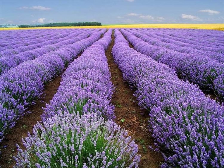 Tổng hợp những hình ảnh đẹp ý nghĩa về hoa oải hương [ Lavender ]