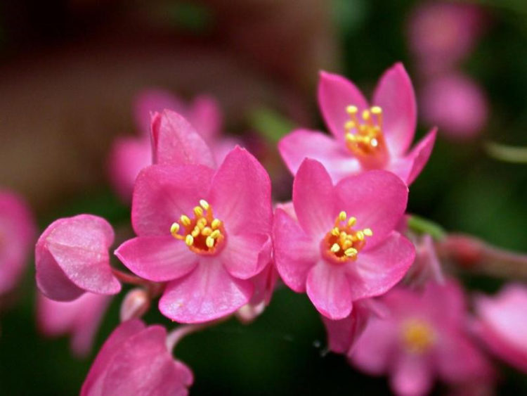 Những hình ảnh về hoa tigon – hoa tim tan vỡ mang một câu chuyện buồn về tình yêu đẹp