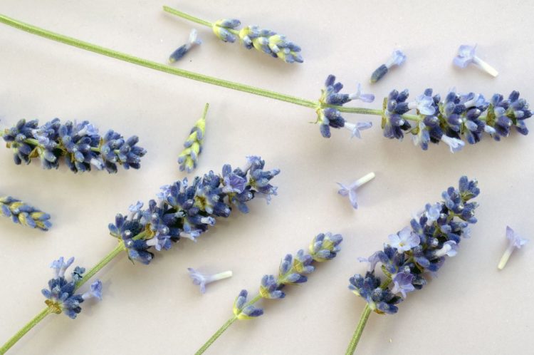 Tổng hợp hình ảnh hoa lavender khô đẹp nhất – Loài hoa may mắn, hạnh phúc
