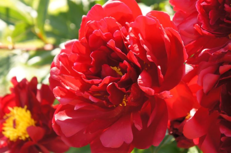 Tuyển tập hình ảnh hoa mẫu đơn đỏ đẹp nhất mời bạn chiêm ngưỡng