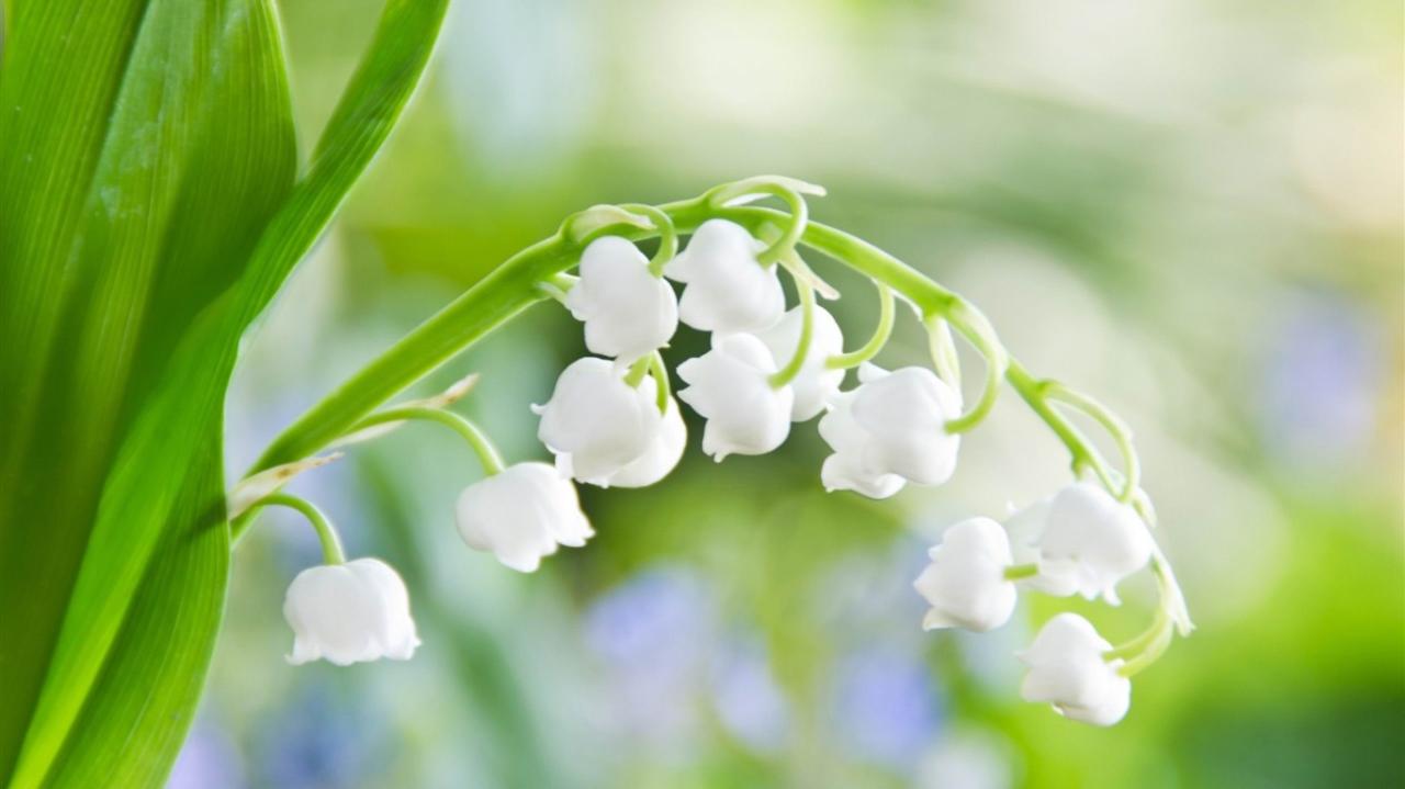 Tuyển tập hình nền hoa linh lan (hoa chuông trắng) tinh khôi nhất