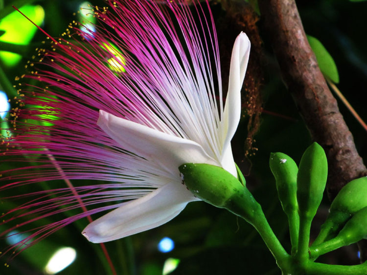 Tổng hợp những hình ảnh đẹp nhất về hoa bàng vuông – Nữ hoàng sắc đẹp quần đảo Trường Sa