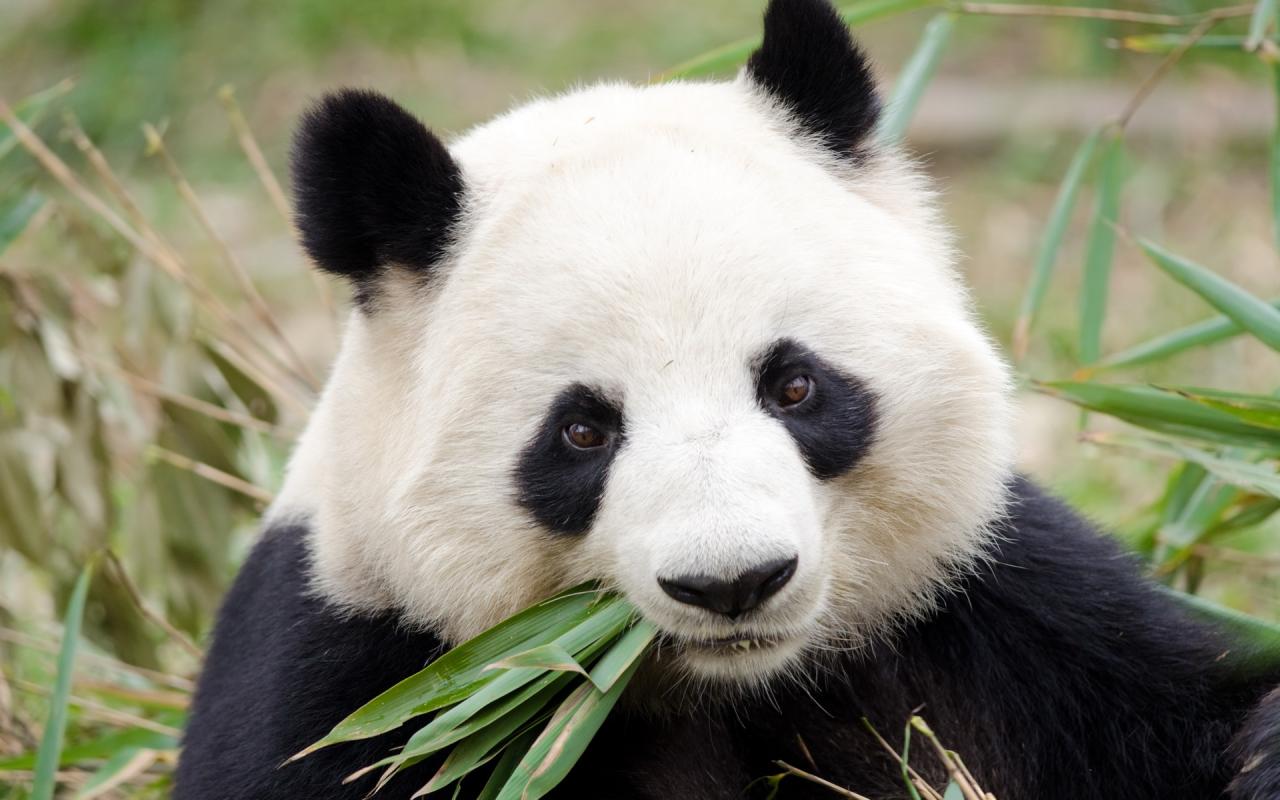 Những hình nền gấu trúc Panda mập ú dễ thương nhất