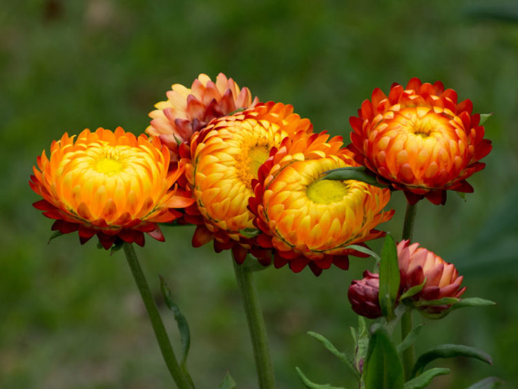 Tổng hợp những hình ảnh đẹp nhất về hoa bất tử – Loài hoa không bao giờ chết
