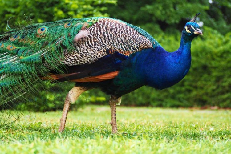 50 hình ảnh con Công rực rỡ đẹp nhất thế giới đầy màu sắc