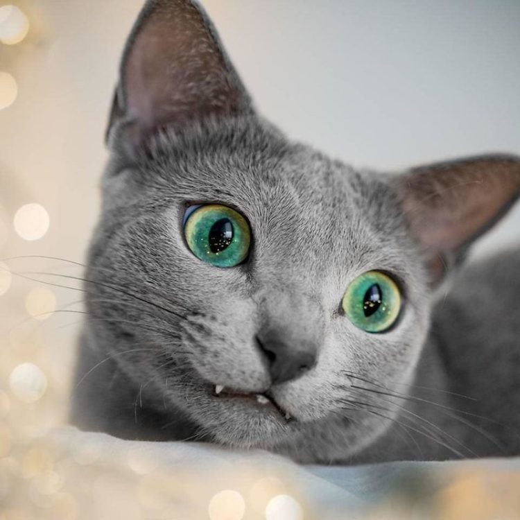 Tổng hợp hình ảnh mèo Nga mắt xanh – giống mèo Nga mắt xanh quý tộc