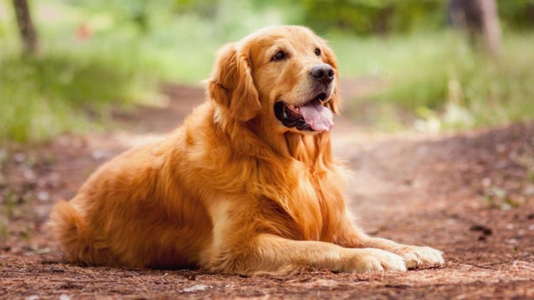 Tổng hợp hình ảnh chó Golden đẹp nhất – Loài chó thông minh, hiền lành và biết nghe lời chủ