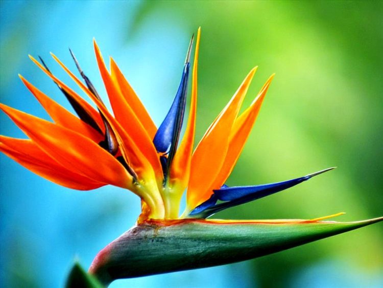 Tổng hợp những hình ảnh đẹp nhất về hoa thiên điểu – Loài chim đến từ thiên đường
