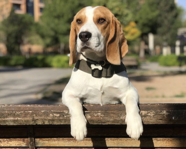 Tổng hợp hình ảnh chó Beagle – Giống chó săn thỏ nhanh nhẹn đáng nuôi