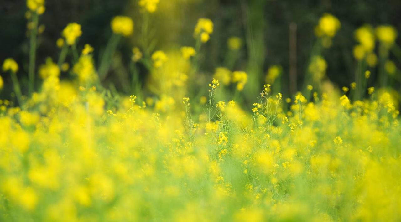Choáng ngợp vẻ đẹp hình ảnh cánh đồng hoa cải vàng óng tuyệt đẹp
