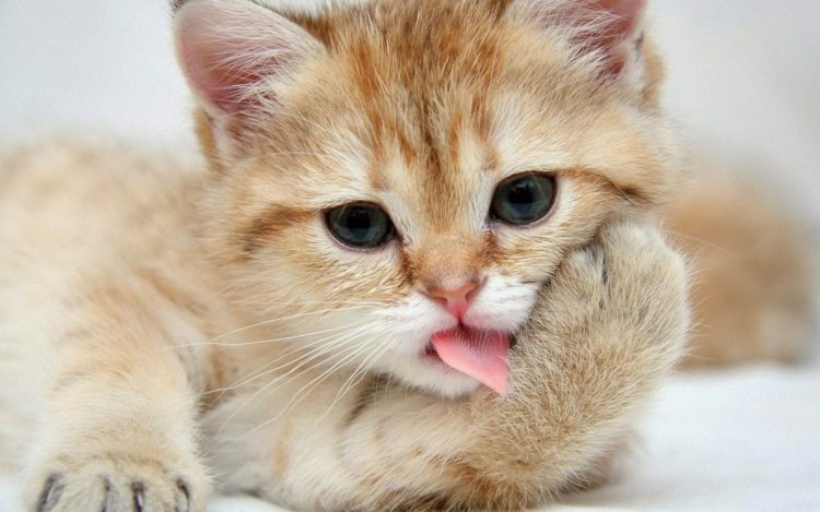 Top 50 hình ảnh về chú mèo con cute dễ thương