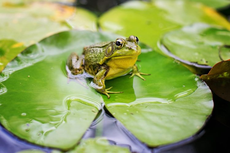 Tổng hợp bộ ảnh độc nhất vô nhị về loài ếch trên khắp thế giới