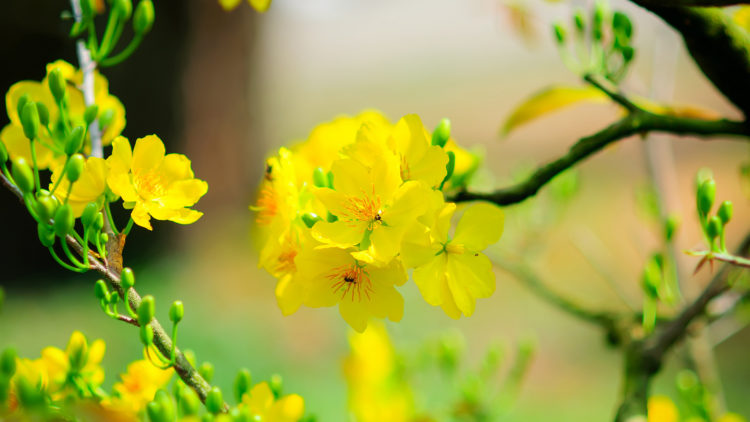 50 hình ảnh hoa mai vàng đẹp nhất đặc trưng của ngày tết
