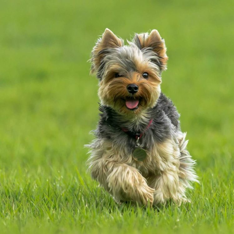 Tổng hợp hình ảnh chó Yorkshire Terrier đẹp nhất – Những chú chó sục Yorkshire đáng yêu