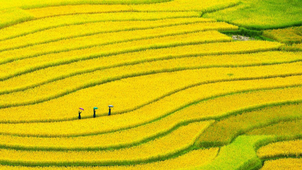 Mãn nhãn trước 30+ hình ảnh cánh đồng lúa thơ mộng nhất