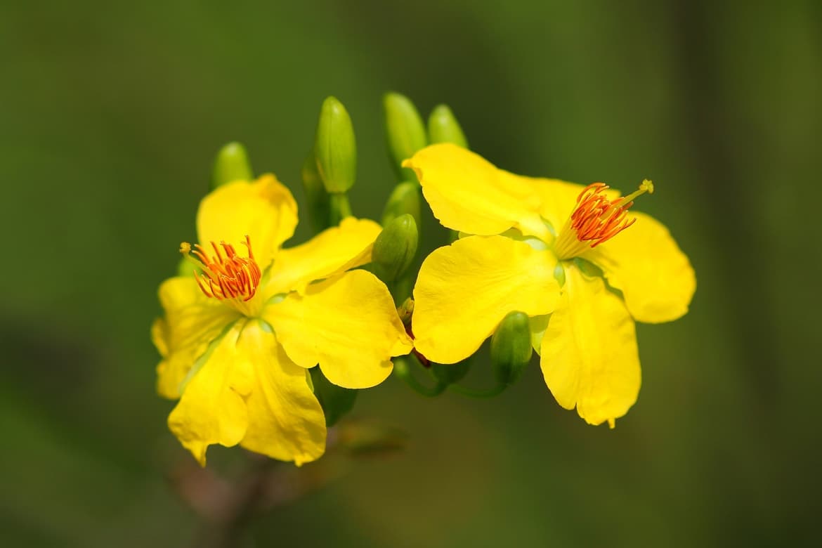 Hình nền hoa mai vàng đẹp nhất cho ngày Tết Tân Sửu 2022