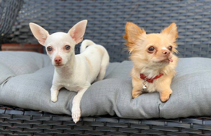 Bộ sưu tập hình ảnh chó Chihuahua năng động, lém lỉnh