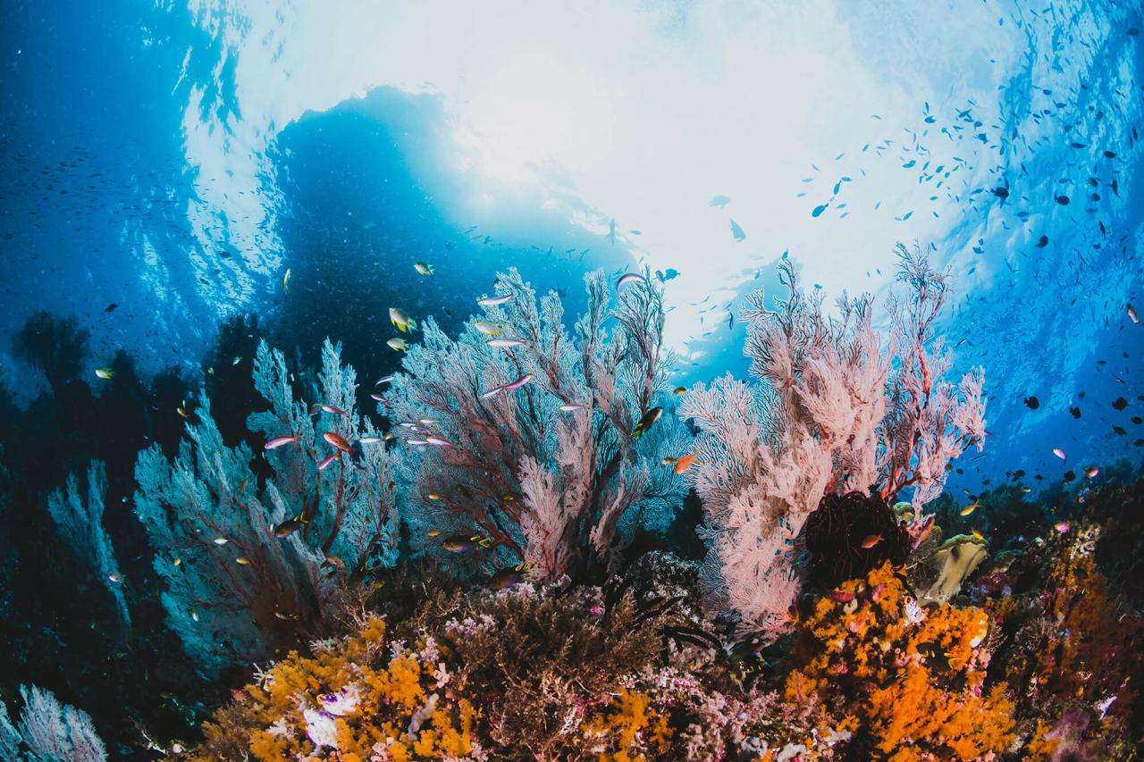 Khám phá đại dương rộng lớn qua góc nhìn nghệ thuật của nhiếp ảnh gia