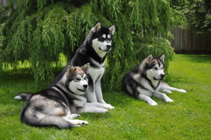 Tổng hợp hình ảnh những chú chó Alaska ngộ nghĩnh và đáng yêu