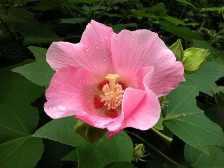 Tổng hợp những hình ảnh đẹp nhất về hoa phù dung – loài hoa mỏng manh