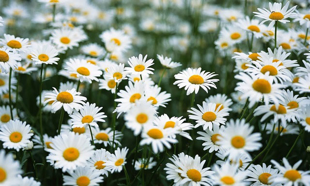 Tranhto24h: Tổng hợp 86 hình ảnh hoa cúc trắng ảnh hoa cúc họa mi buồn đẹp mê ly, 640x385px