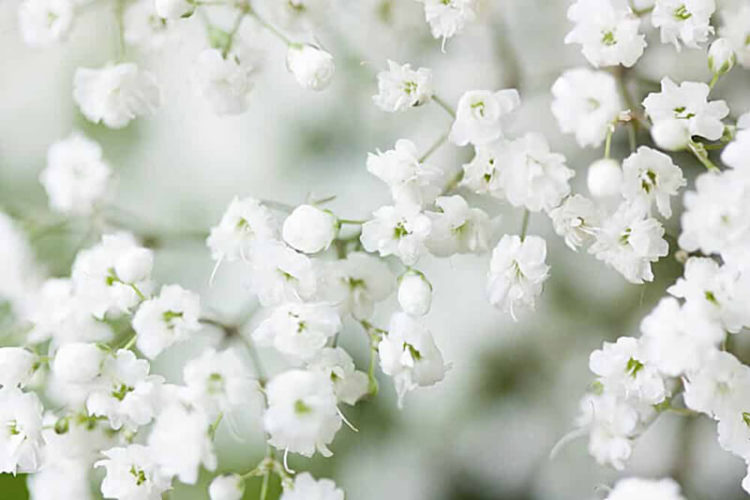 Tổng hợp những hình ảnh đẹp nhất về hoa baby trắng