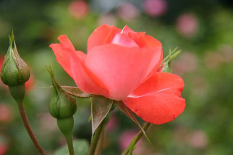 Tổng hợp những hình ảnh đẹp nhất về hoa hồng tỉ muội