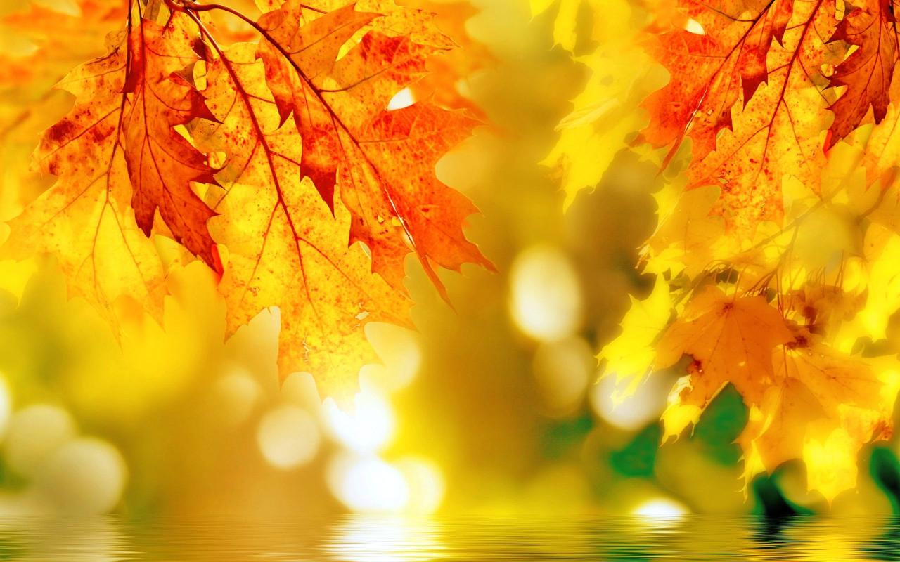 Bộ sưu tập hình nền mùa thu lá vàng đẹp và lãng mạn nhất