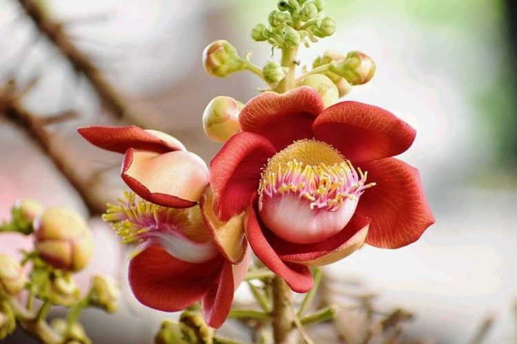 Tổng hợp những hình ảnh đẹp nhất về hoa sala – Hoa quý linh thiêng nơi cửa Phật