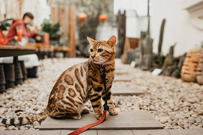 Tổng hợp hình ảnh mèo Bengal – mèo vằn hổ đẹp nhất