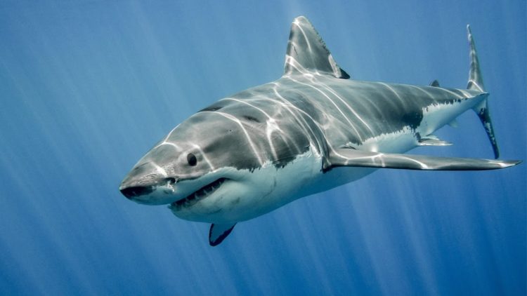 Tổng hợp hình ảnh cá mập đẹp nhất – sát thủ của đại dương