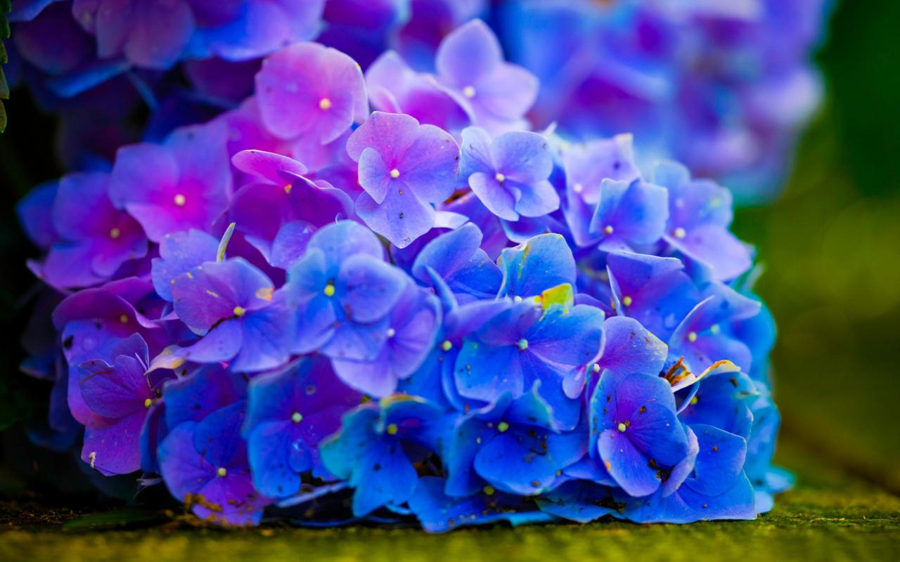 50 hình ảnh hoa Cẩm Tú Cầu tuyệt đẹp và lãng mạn nhất