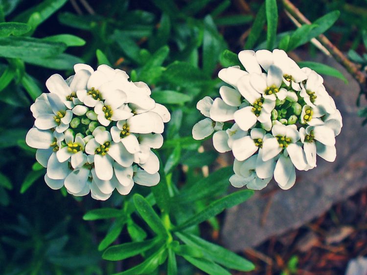 Tổng hợp hình ảnh hoa bụi đường đẹp nhất – Mang ý nghĩa về “sự thờ ơ, lạnh lùng”.