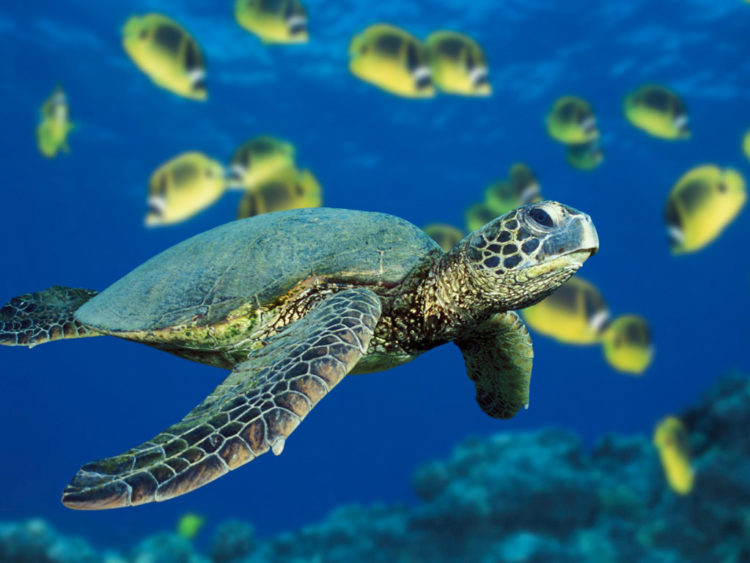 Tổng hợp hình ảnh về loài Rùa đẹp nhất mời bạn đọc cùng chiêm ngưỡng