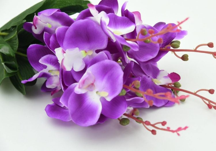 Tuyển tập những hình ảnh hoa lan đẹp nhất để các bạn cùng chiêm ngưỡng
